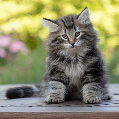 Bergson - 8 weeks old