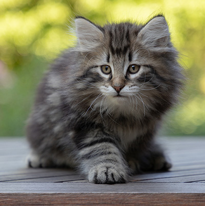 Bergson - 8 weeks old