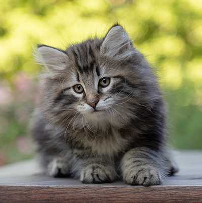 Bergson - 8 weeks old