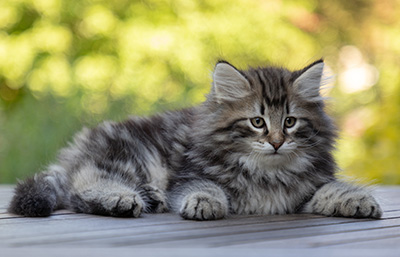Bergson - 8 weeks old