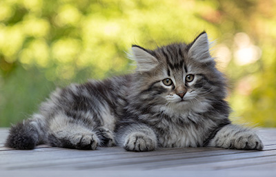 Bergson - 8 weeks old