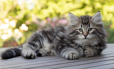 Bergson - 8 weeks old