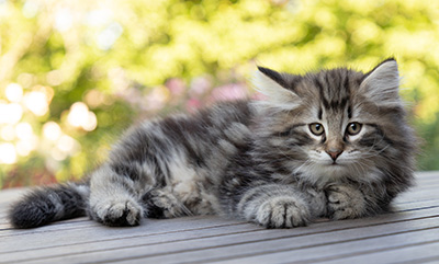 Bergson - 8 weeks old