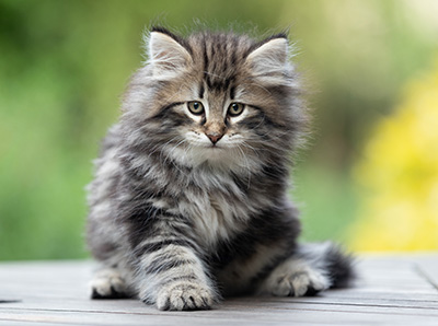 Bergson - 8 weeks old