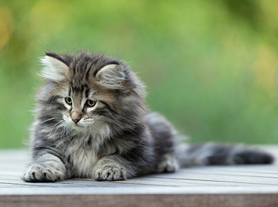 Bergson - 8 weeks old