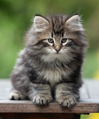 Bergson - 8 weeks old