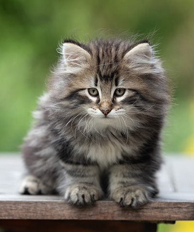 Bergson - 8 weeks old