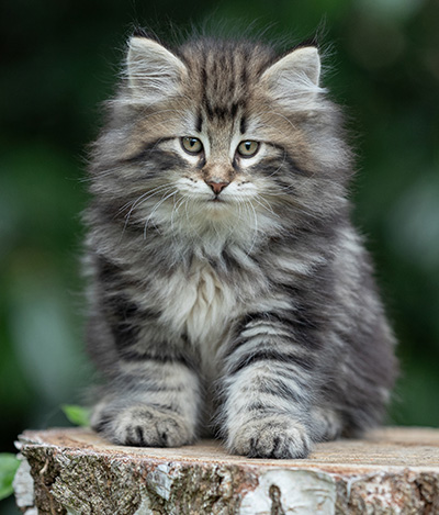 Bergson - 8 weeks old