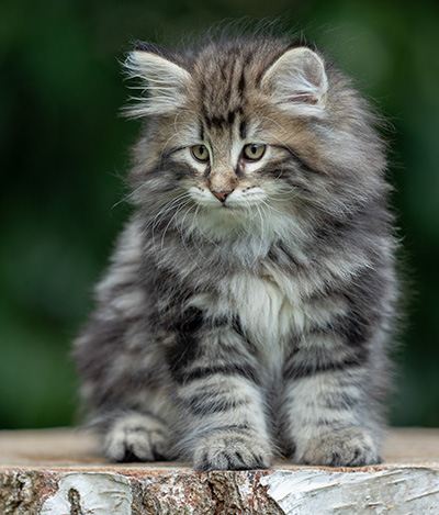 Bergson - 8 weeks old