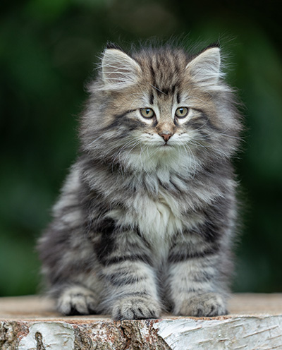 Bergson - 8 weeks old