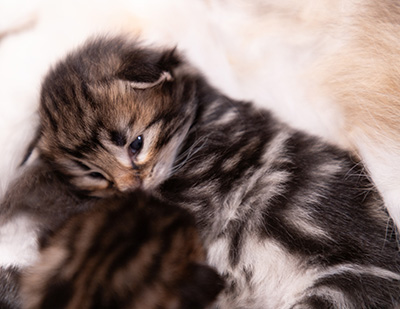 Bergson - At birth