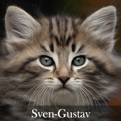 Sven-Gustav