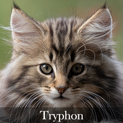 Tryphon