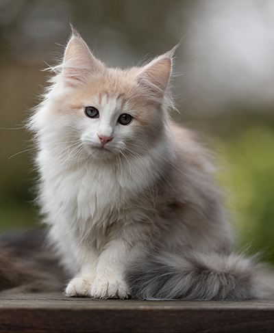 Valeria - 12 weeks old