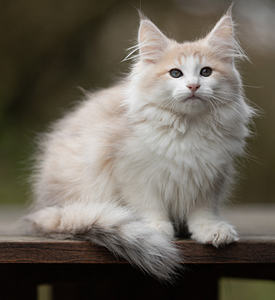 Valeria - 12 weeks old