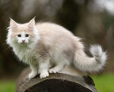 Valeria - 12 weeks old