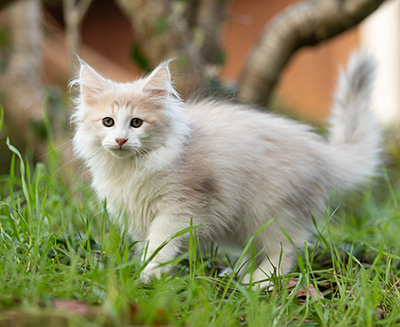 Valeria - 12 weeks old