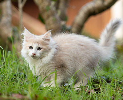 Valeria - 12 weeks old