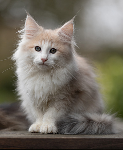 Valeria - 12 weeks old