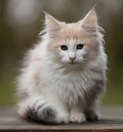 Valeria - 12 weeks old