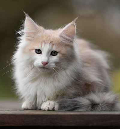 Valeria - 12 weeks old