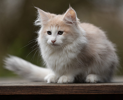 Valeria - 12 weeks old