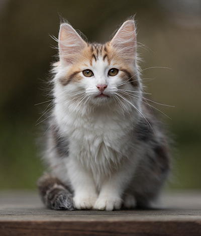 Valeska - 12 weeks old