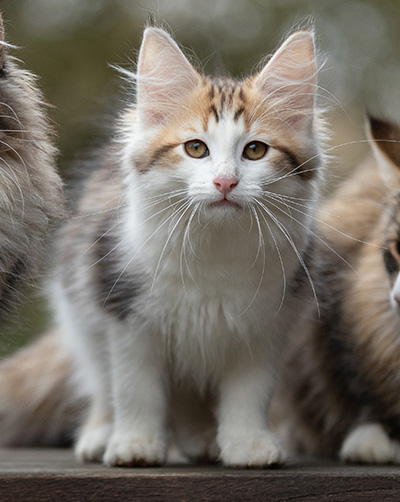 Valeska - 12 weeks old