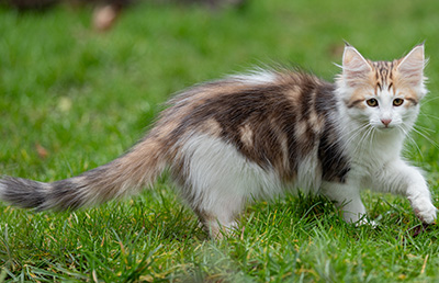 Valeska - 12 weeks old