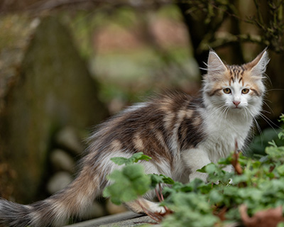 Valeska - 12 weeks old