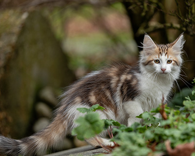 Valeska - 12 weeks old