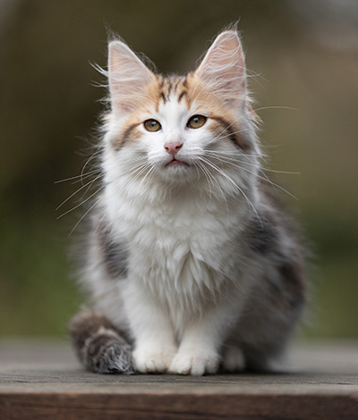 Valeska - 12 weeks old