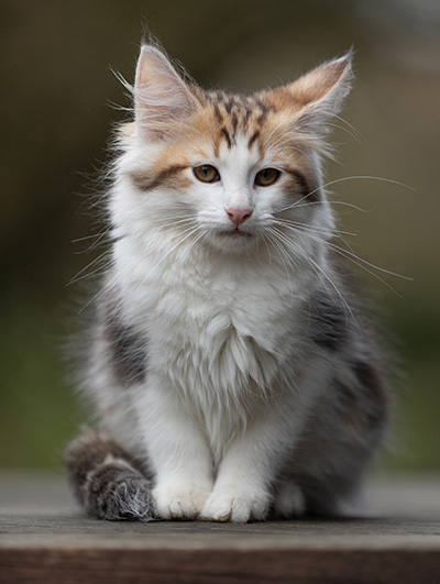 Valeska - 12 weeks old