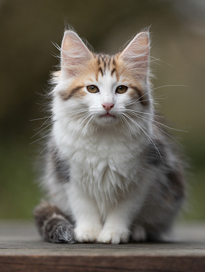 Valeska - 12 weeks old