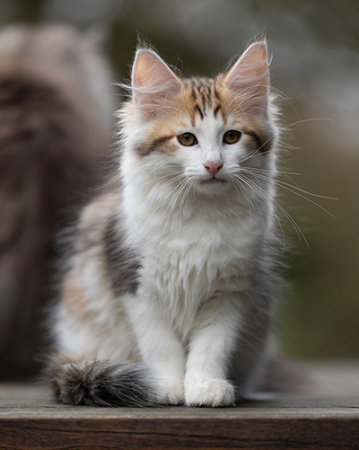 Valeska - 12 weeks old