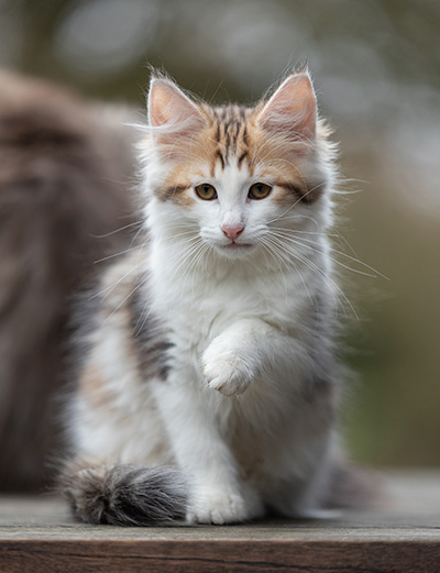 Valeska - 12 weeks old