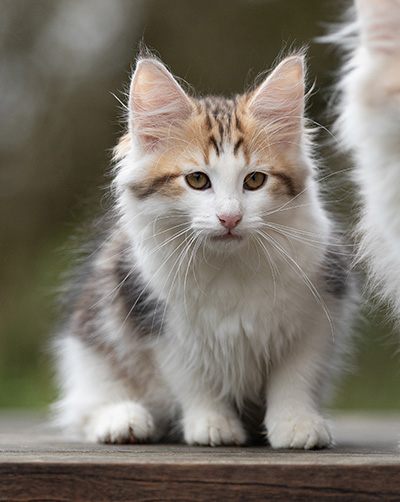 Valeska - 12 weeks old