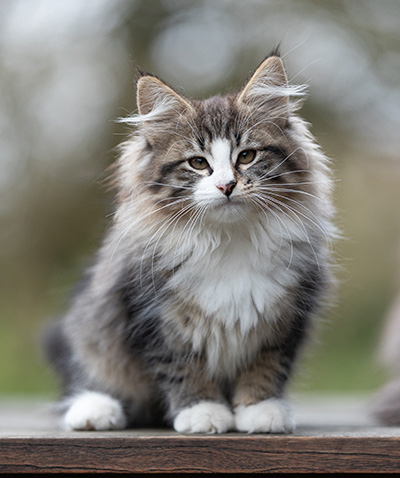 Viveka - 12 weeks old