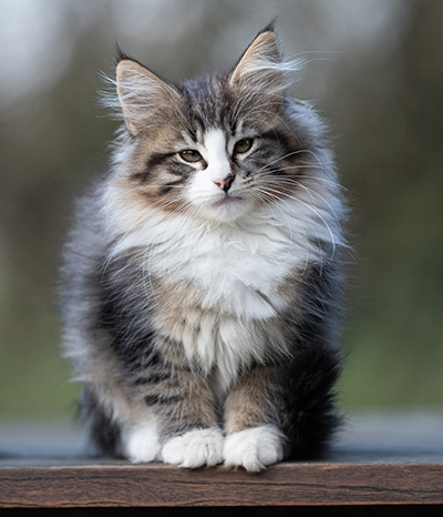 Viveka - 12 weeks old