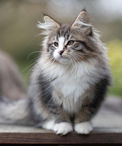 Viveka - 12 weeks old