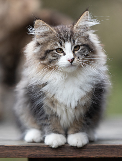 Viveka - 12 weeks old