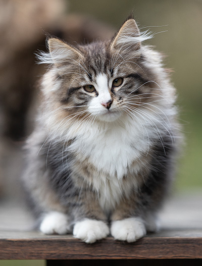 Viveka - 12 weeks old