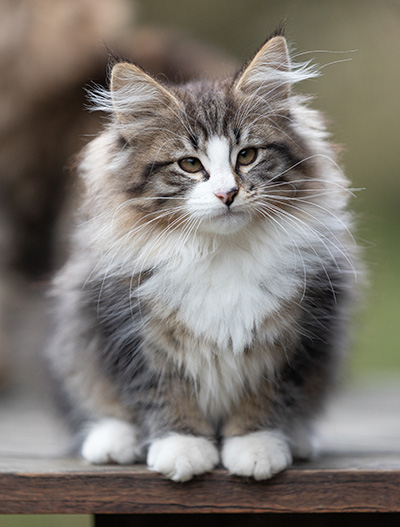 Viveka - 12 weeks old