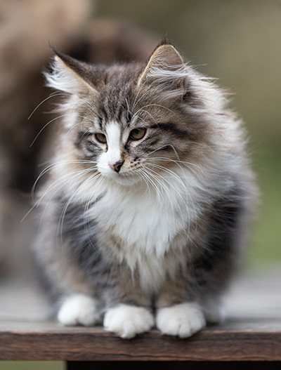 Viveka - 12 weeks old