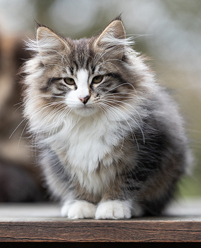 Viveka - 12 weeks old