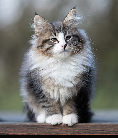 Viveka - 12 weeks old