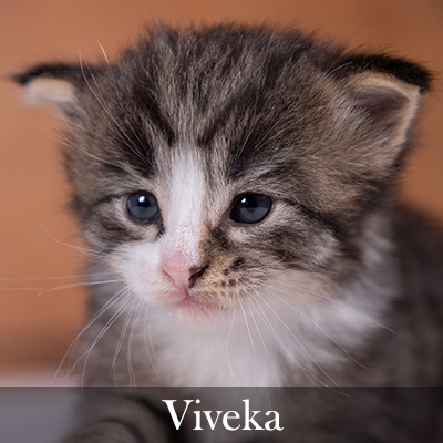 Viveka