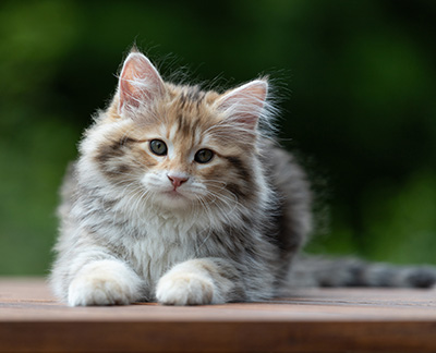 Aleksander - 12 Wochen alt