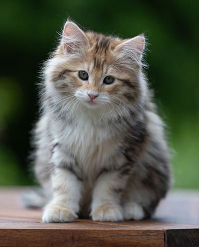 Aleksander - 12 Wochen alt