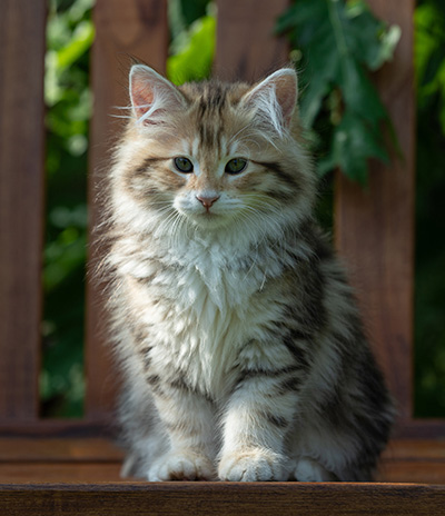 Aleksander - 12 Wochen alt